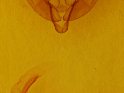 genitalia view of adult Xestia sp.