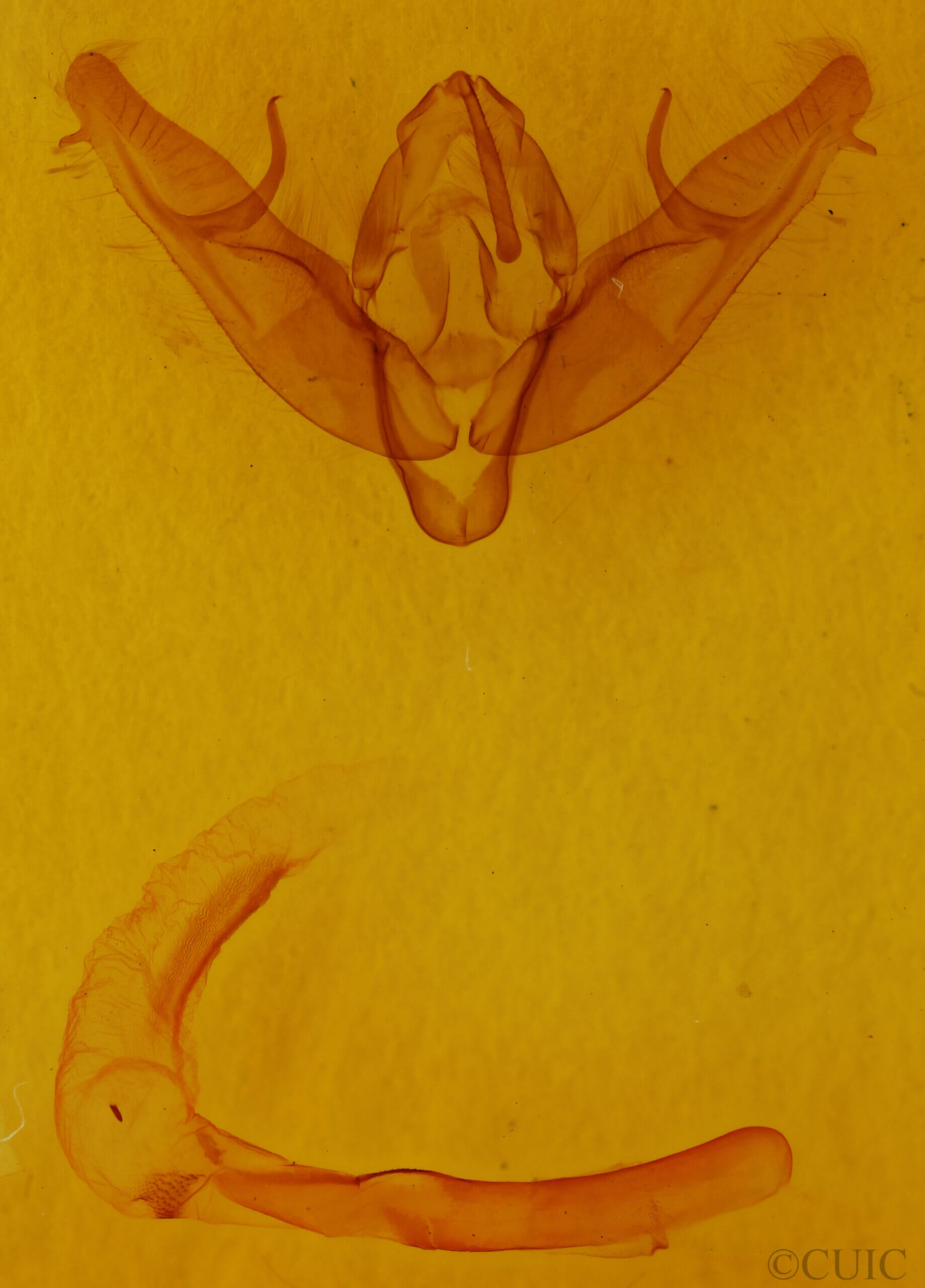 genitalia view of adult Xestia sp.