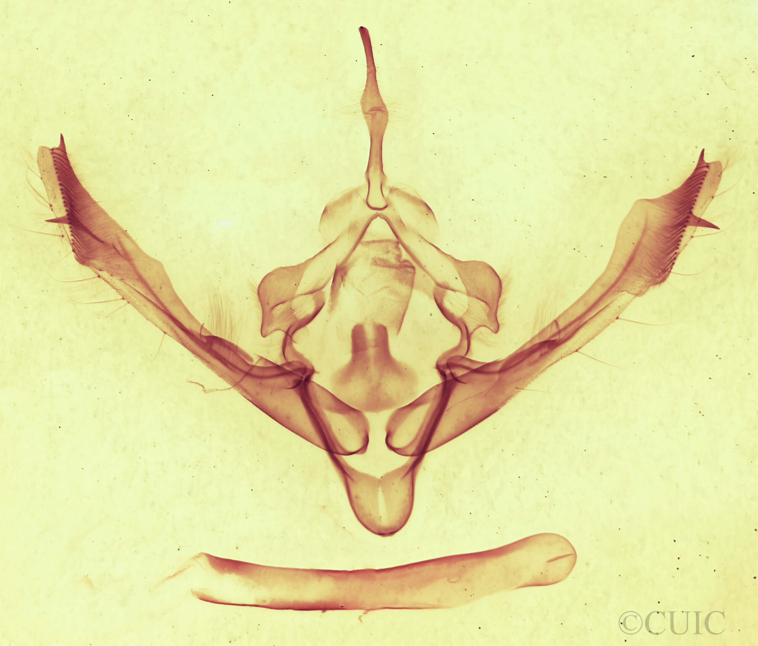 genitalia view of adult Metaxaglaea semitariaFranclemont, 1968