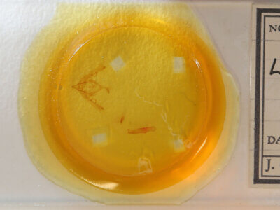 slide view of adult Lithophane signata