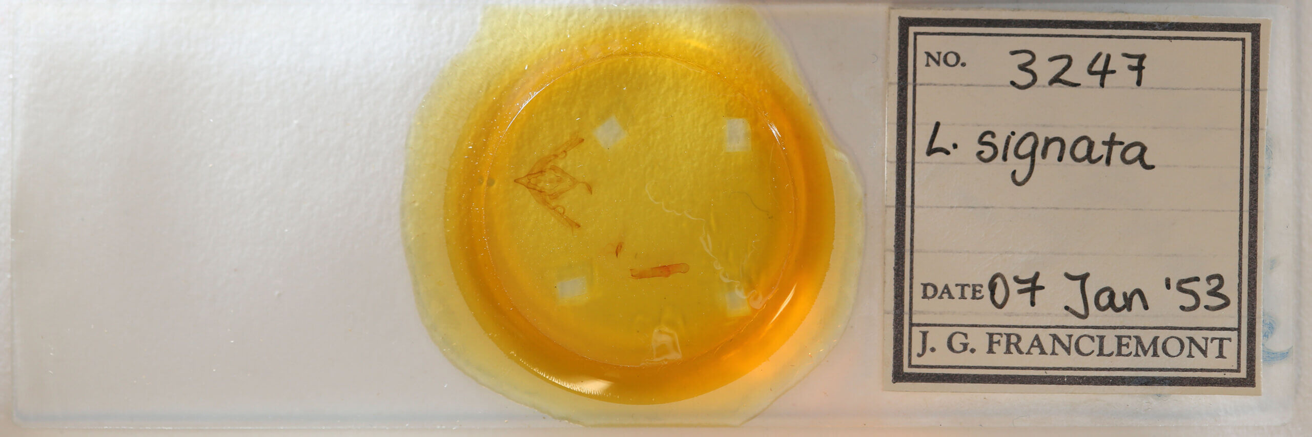 slide view of adult Lithophane signata