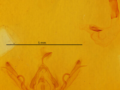 genitalia view of adult Lithophane signata