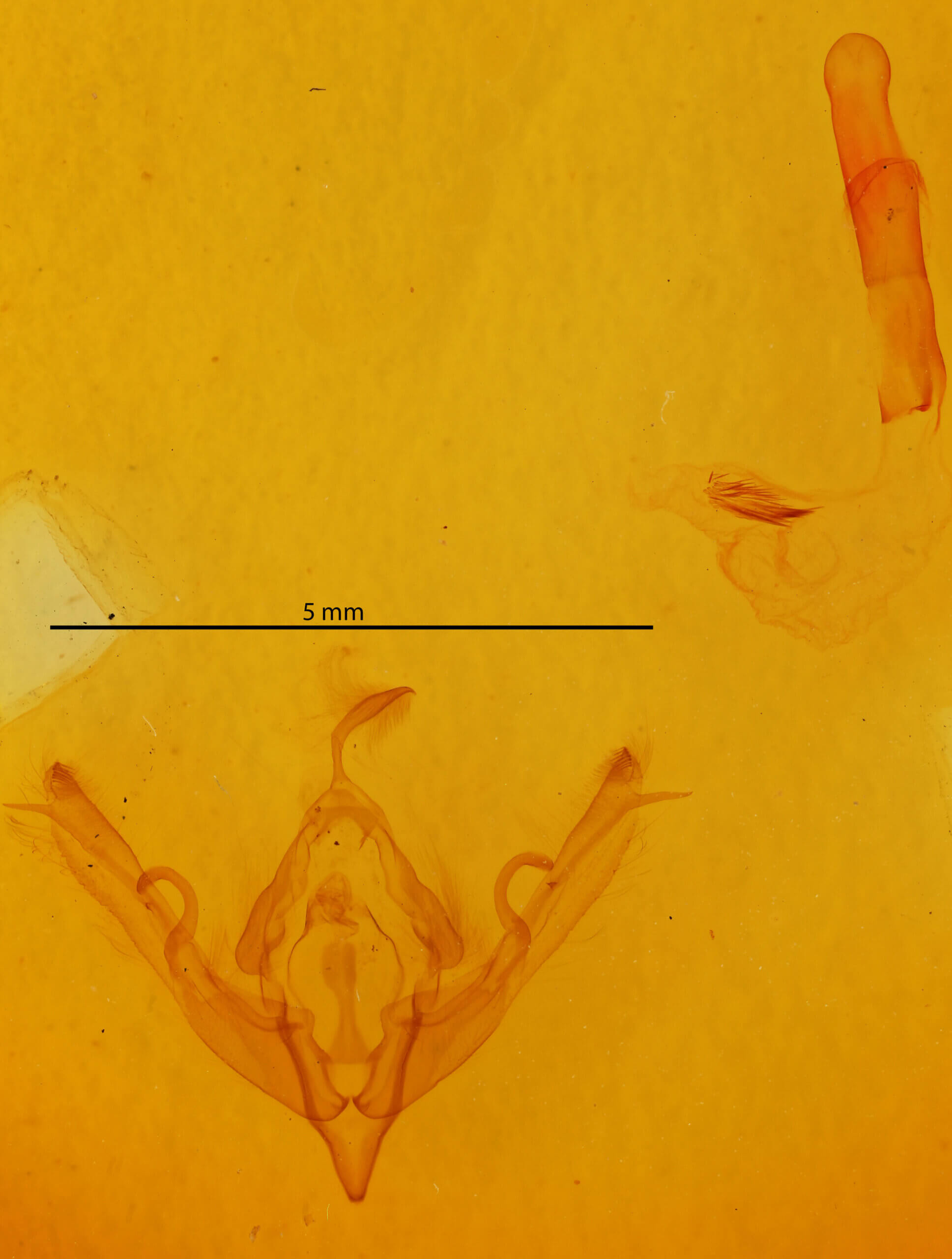 genitalia view of adult Lithophane signata
