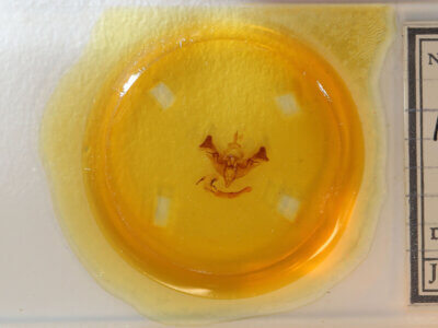 slide view of adult Papaipema sp.