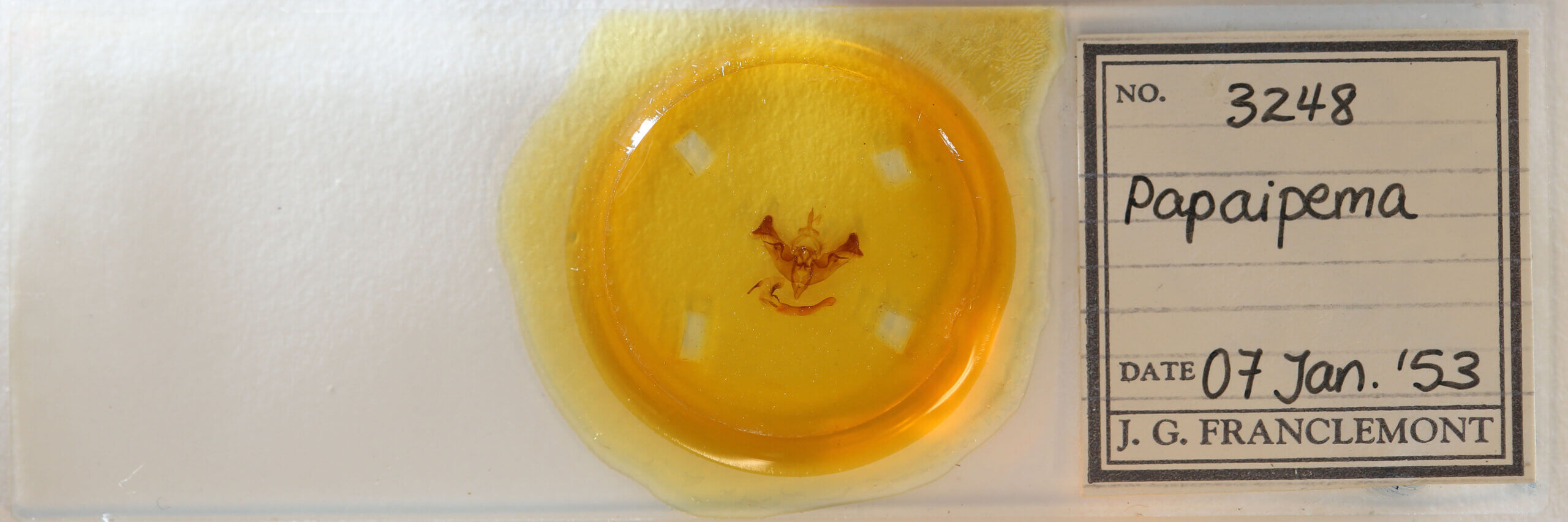 slide view of adult Papaipema sp.