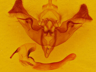 genitalia view of adult Papaipema sp.