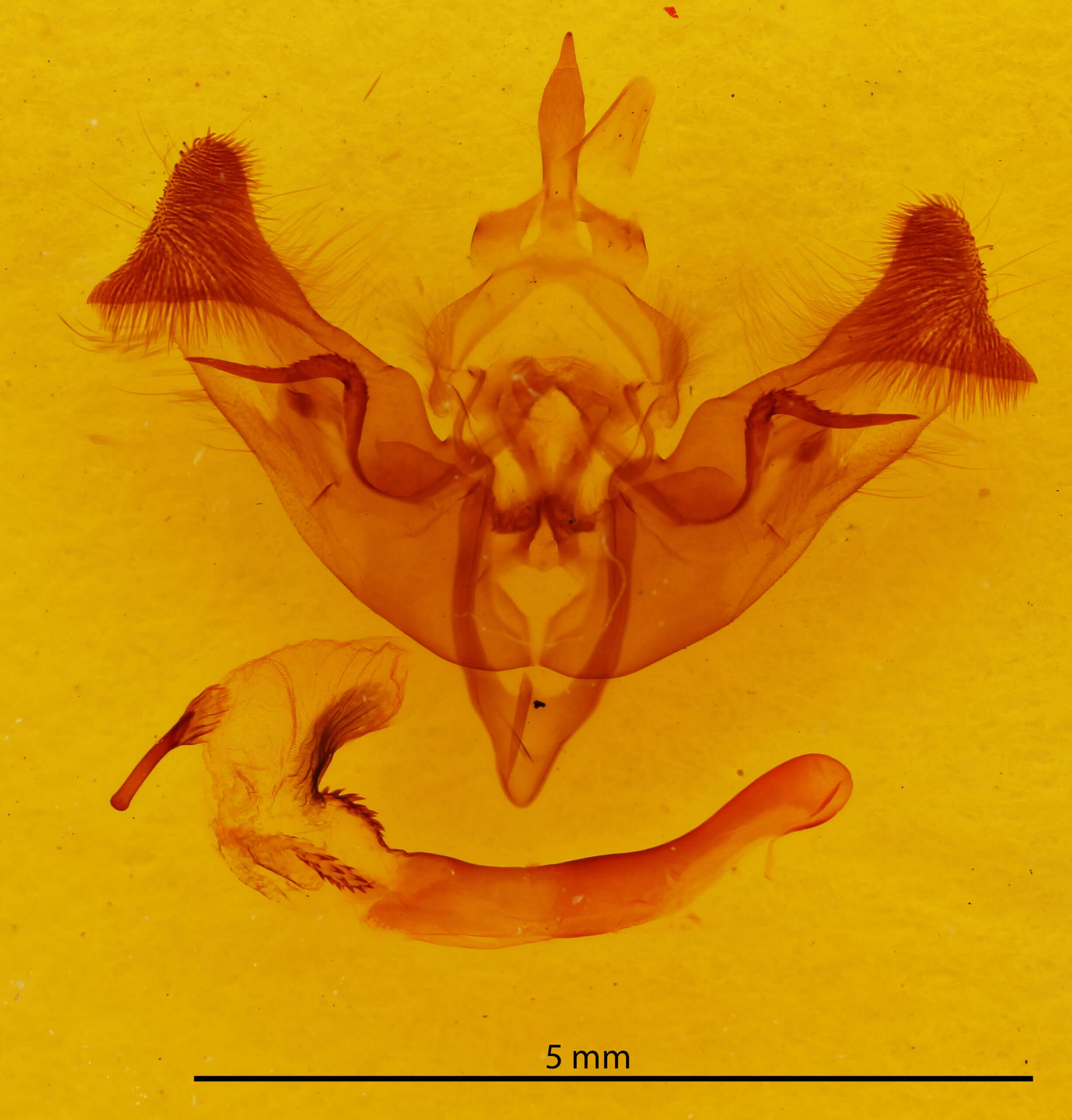 genitalia view of adult Papaipema sp.