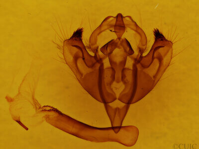genitalia view of adult Papaipema sp.