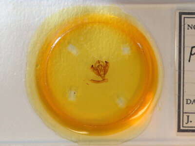 slide view of adult Papaipema sp.