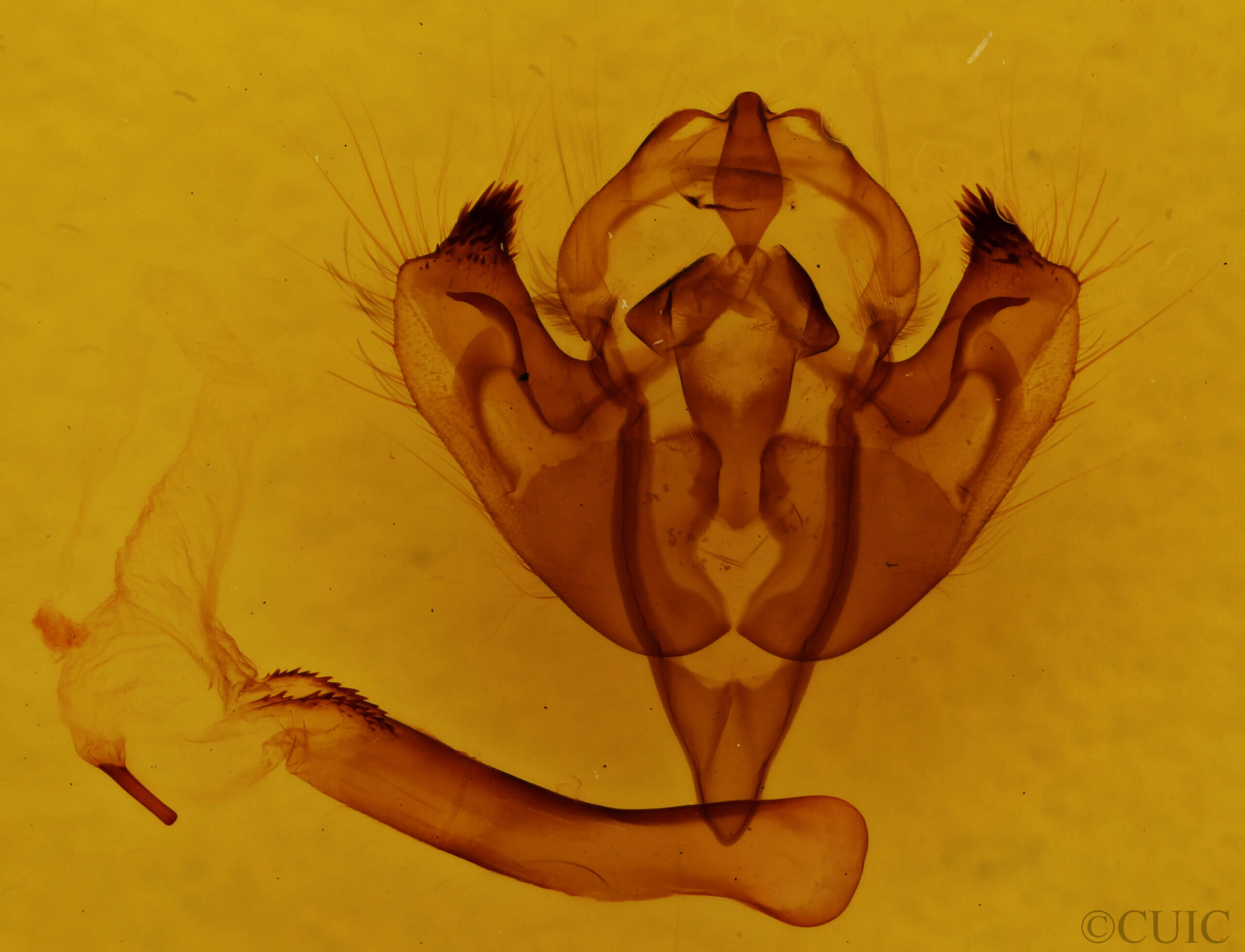 genitalia view of adult Papaipema sp.