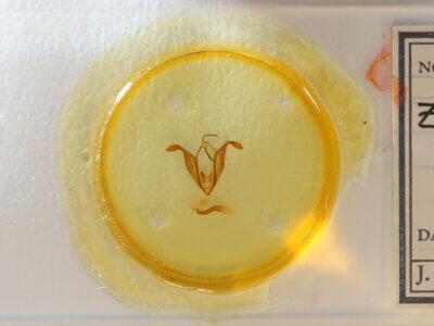 slide view of adult Zale sp.