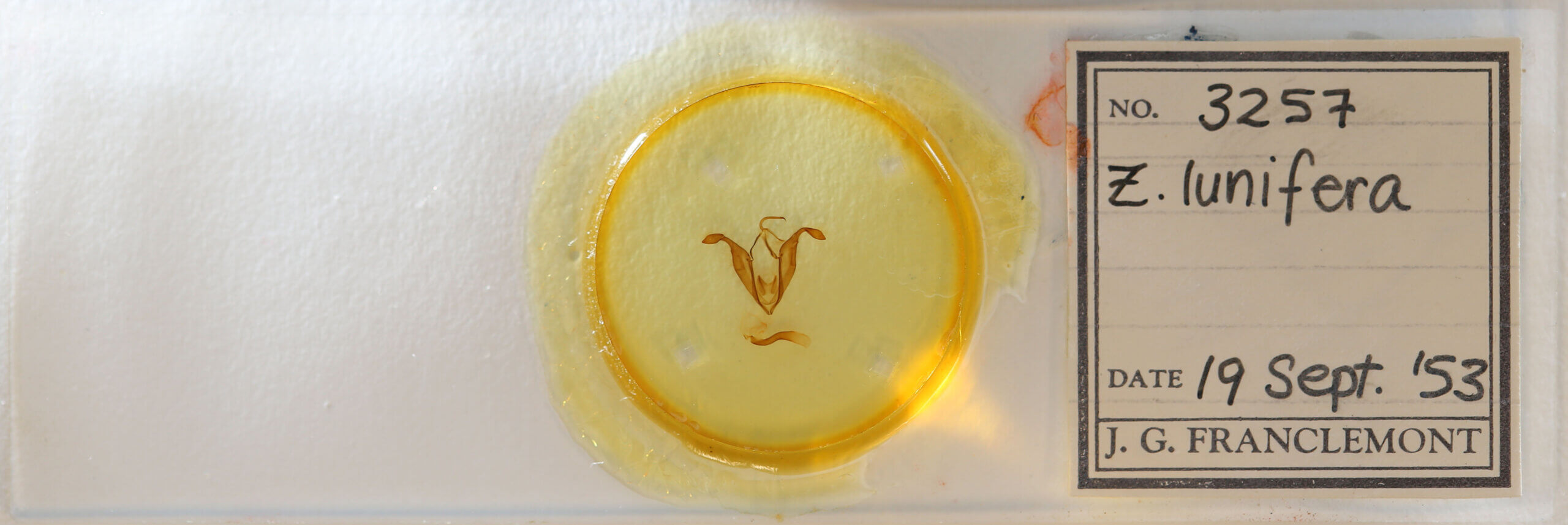 slide view of adult Zale sp.