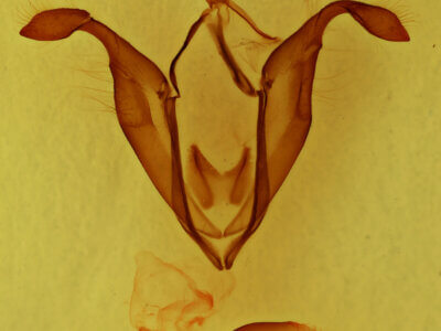 genitalia view of adult Zale sp.