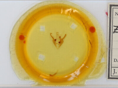 slide view of adult Zale n. sp. 1