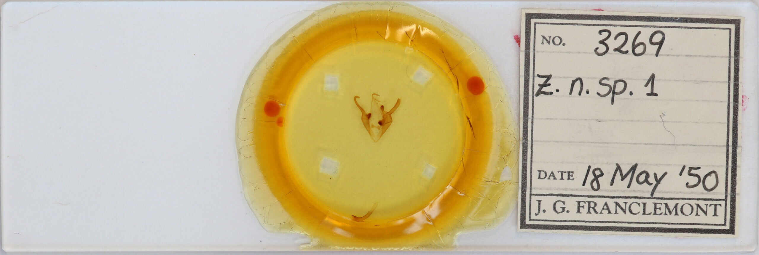 slide view of adult Zale n. sp. 1