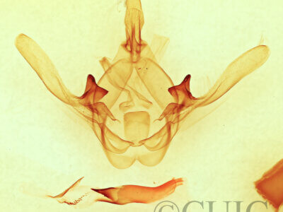 genitalia view of adult Cecrita guttivitta