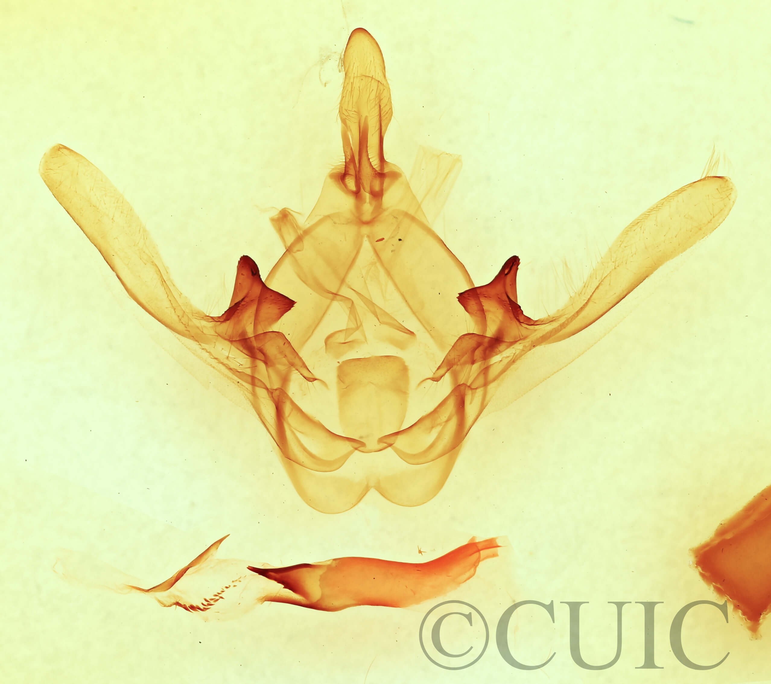 genitalia view of adult Cecrita guttivitta