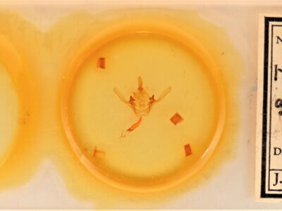 slide view of adult Cecrita guttivitta