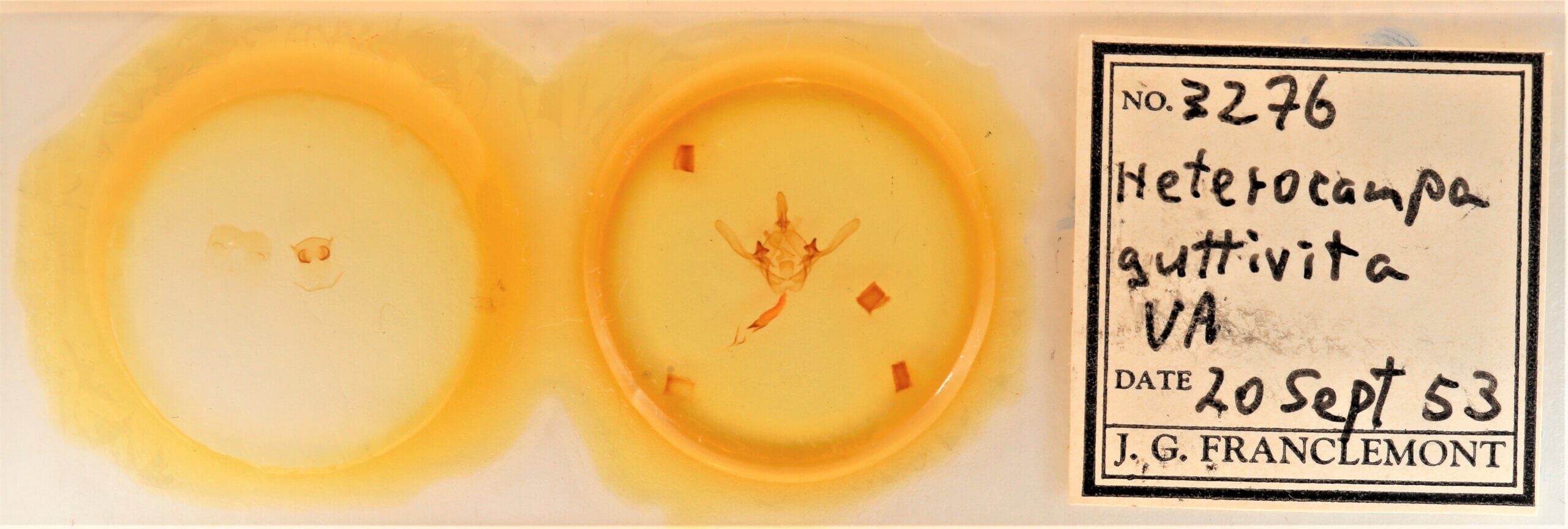 slide view of adult Cecrita guttivitta