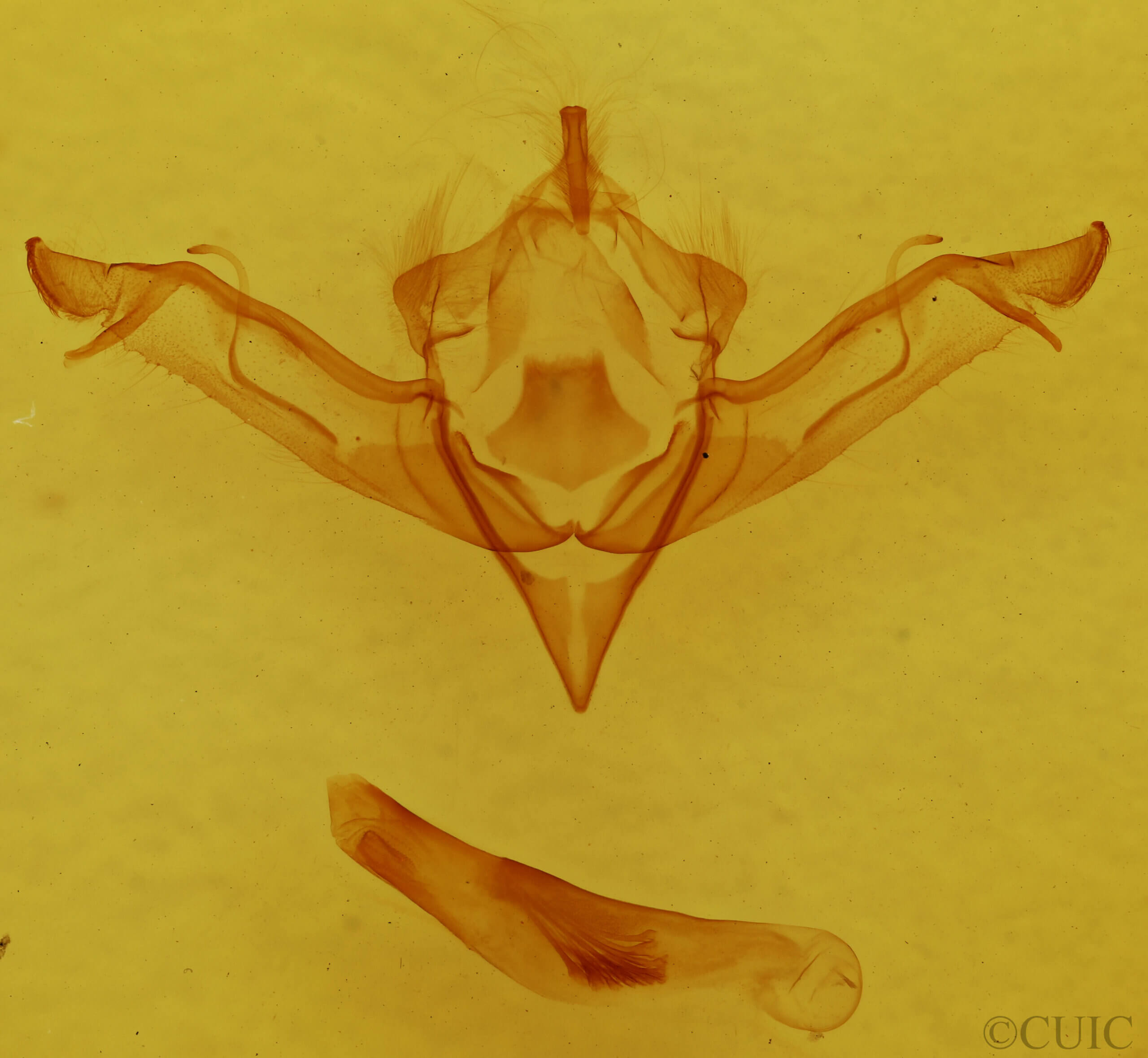 genitalia view of adult Eupsilia sidus