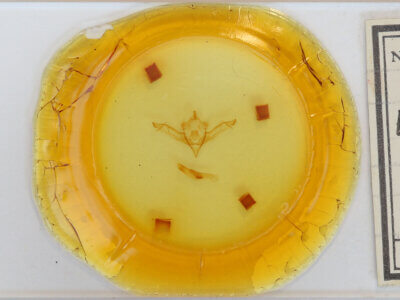 slide view of adult Eupsilia sidus