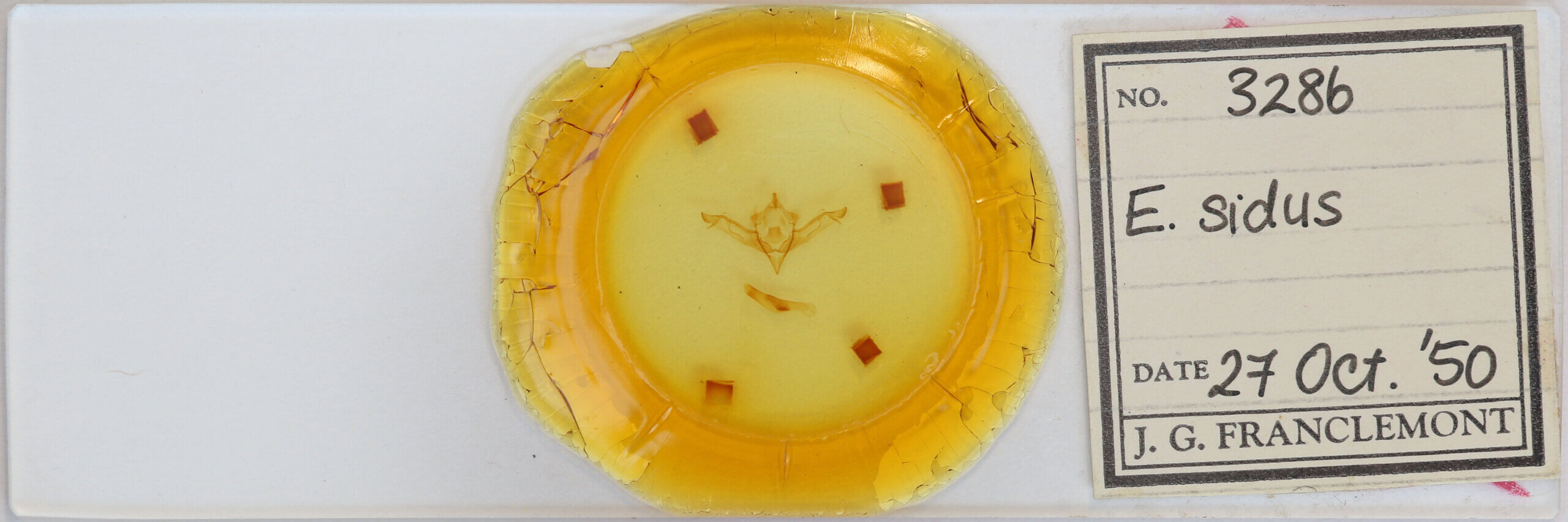 slide view of adult Eupsilia sidus