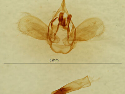 genitalia view of adult Anomis flava fimbriago