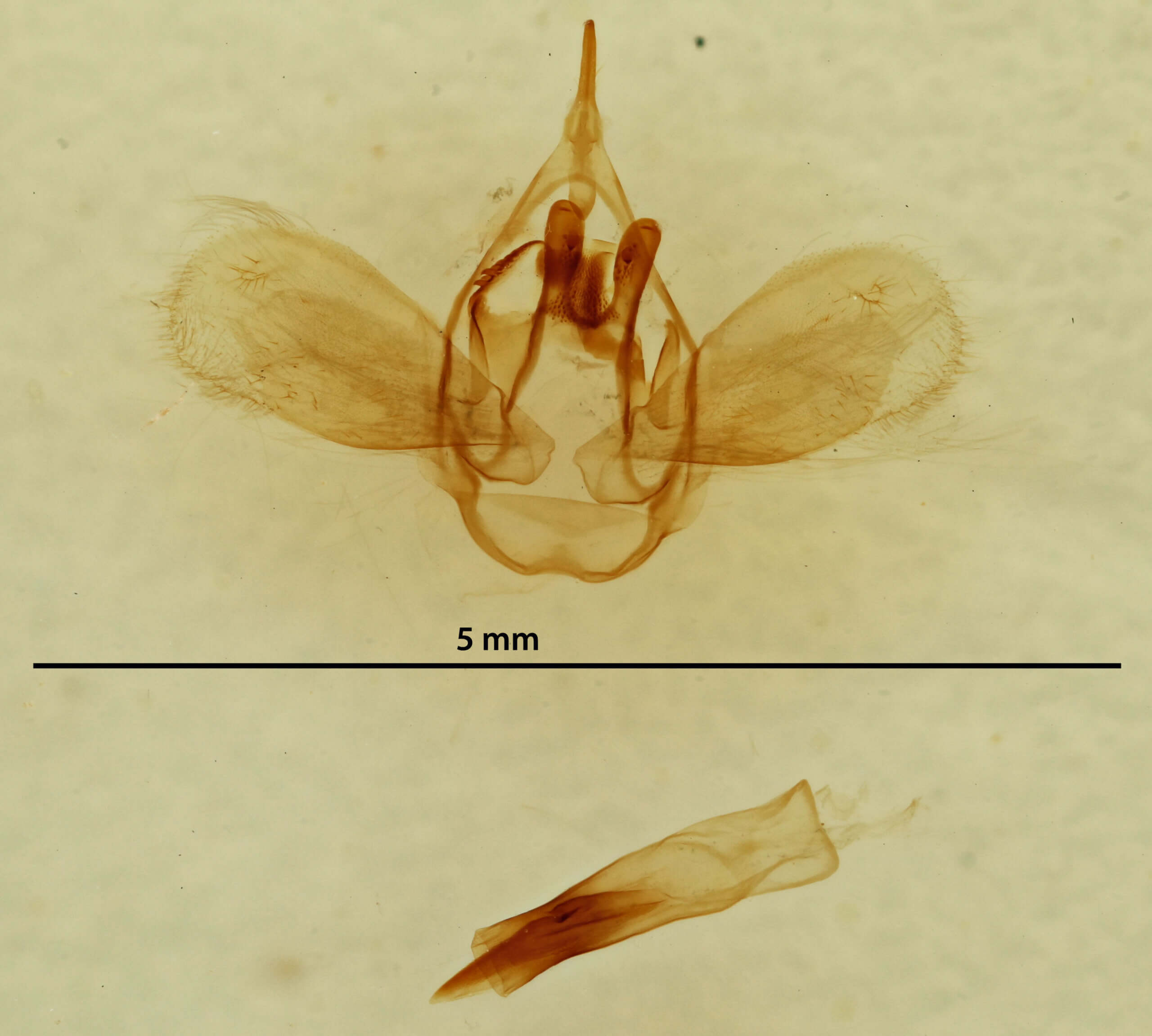 genitalia view of adult Anomis flava fimbriago