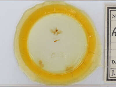 slide view of adult Anomis flava fimbriago