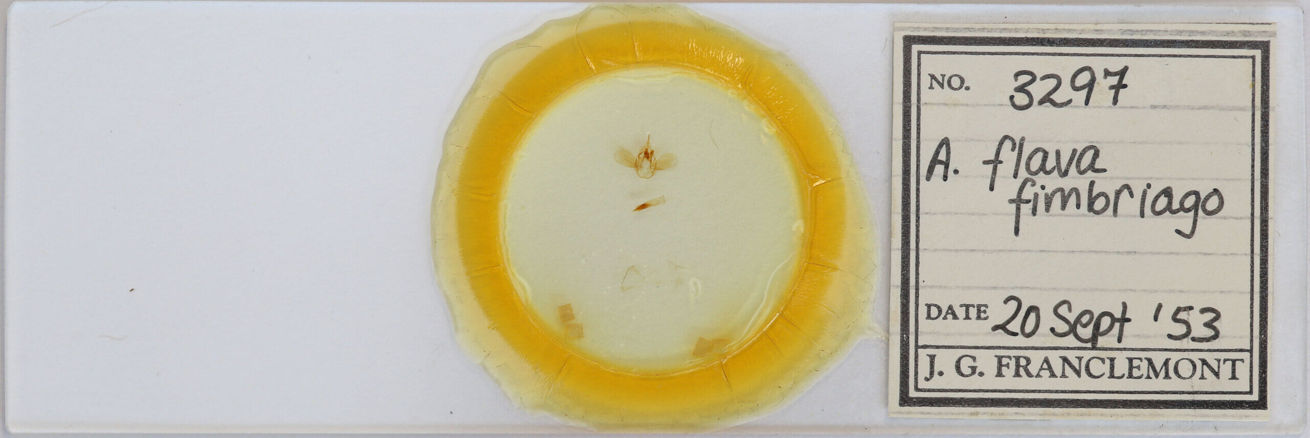 slide view of adult Anomis flava fimbriago
