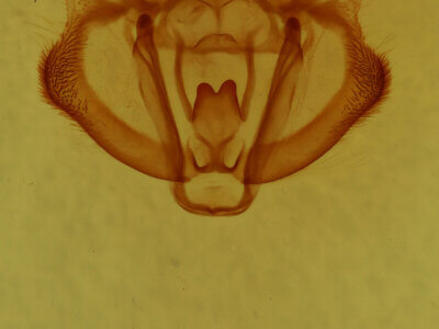 genitalia view of adult Colotois pennaria