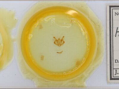 slide view of adult Colotois pennaria