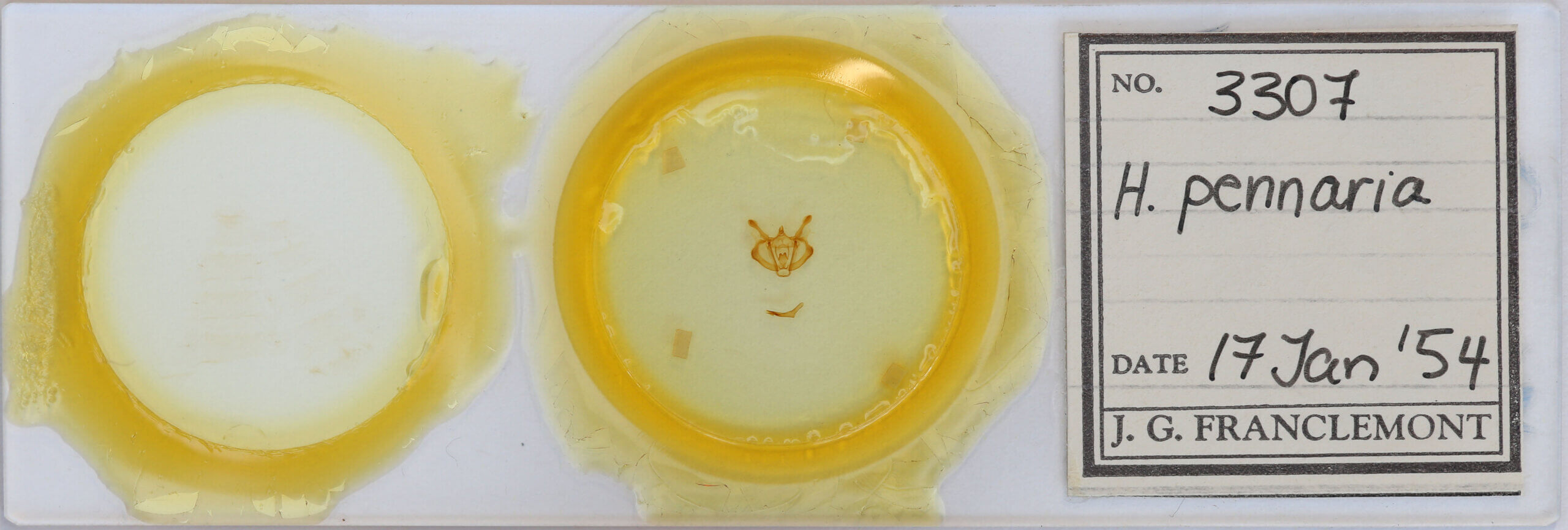 slide view of adult Colotois pennaria