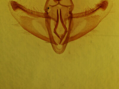 genitalia view of adult Crocallis elinguaria