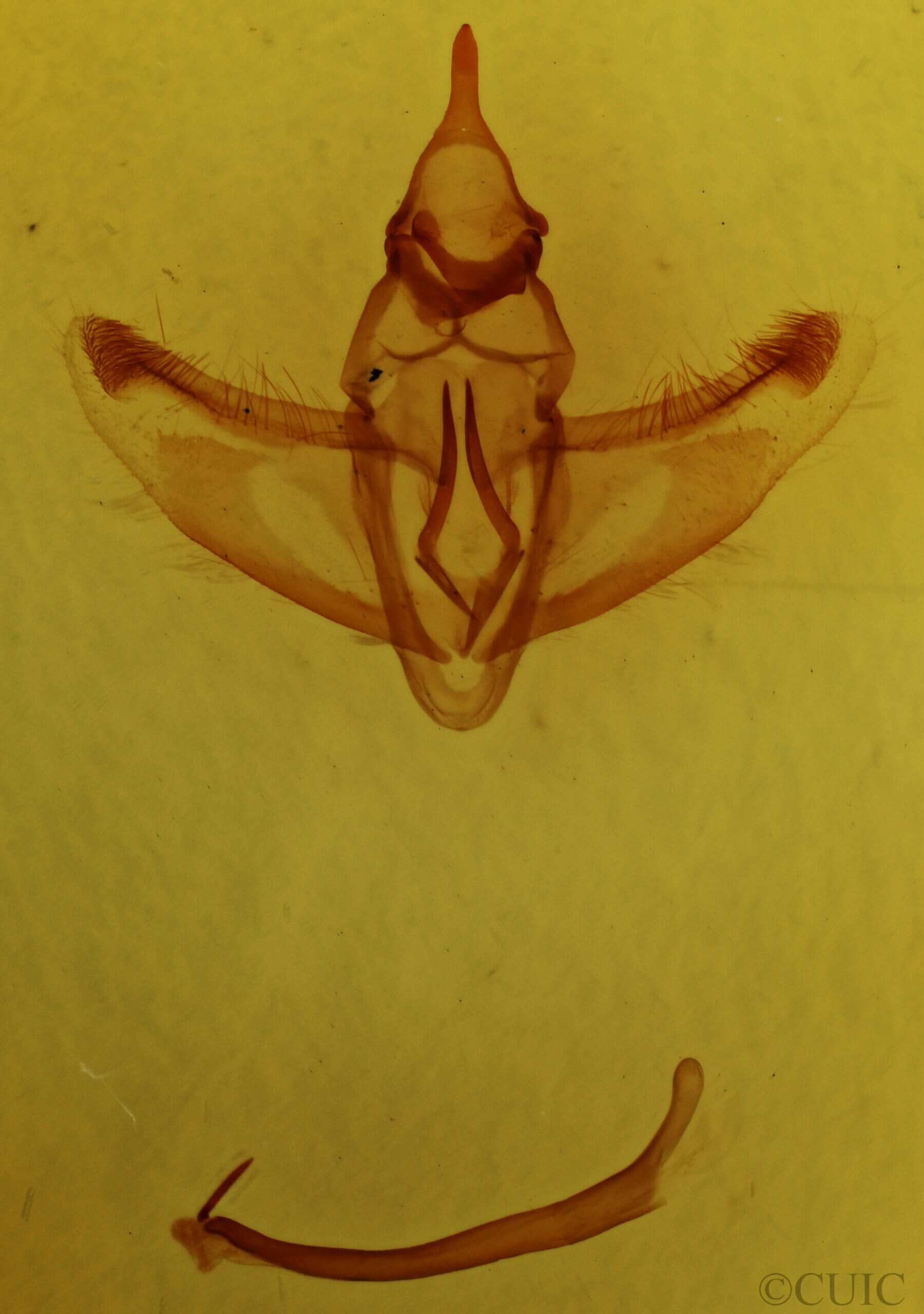 genitalia view of adult Crocallis elinguaria