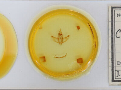 slide view of adult Crocallis elinguaria