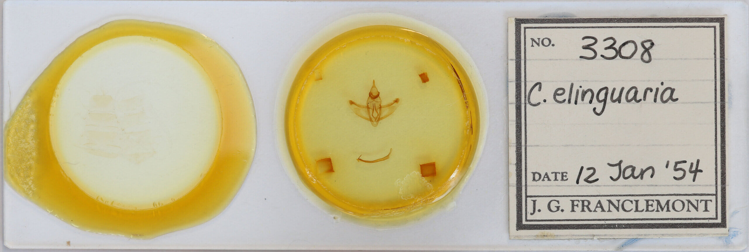 slide view of adult Crocallis elinguaria