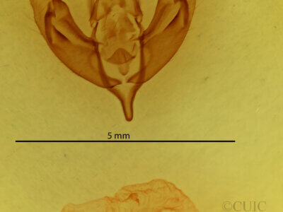 genitalia view of adult Panolia flammea