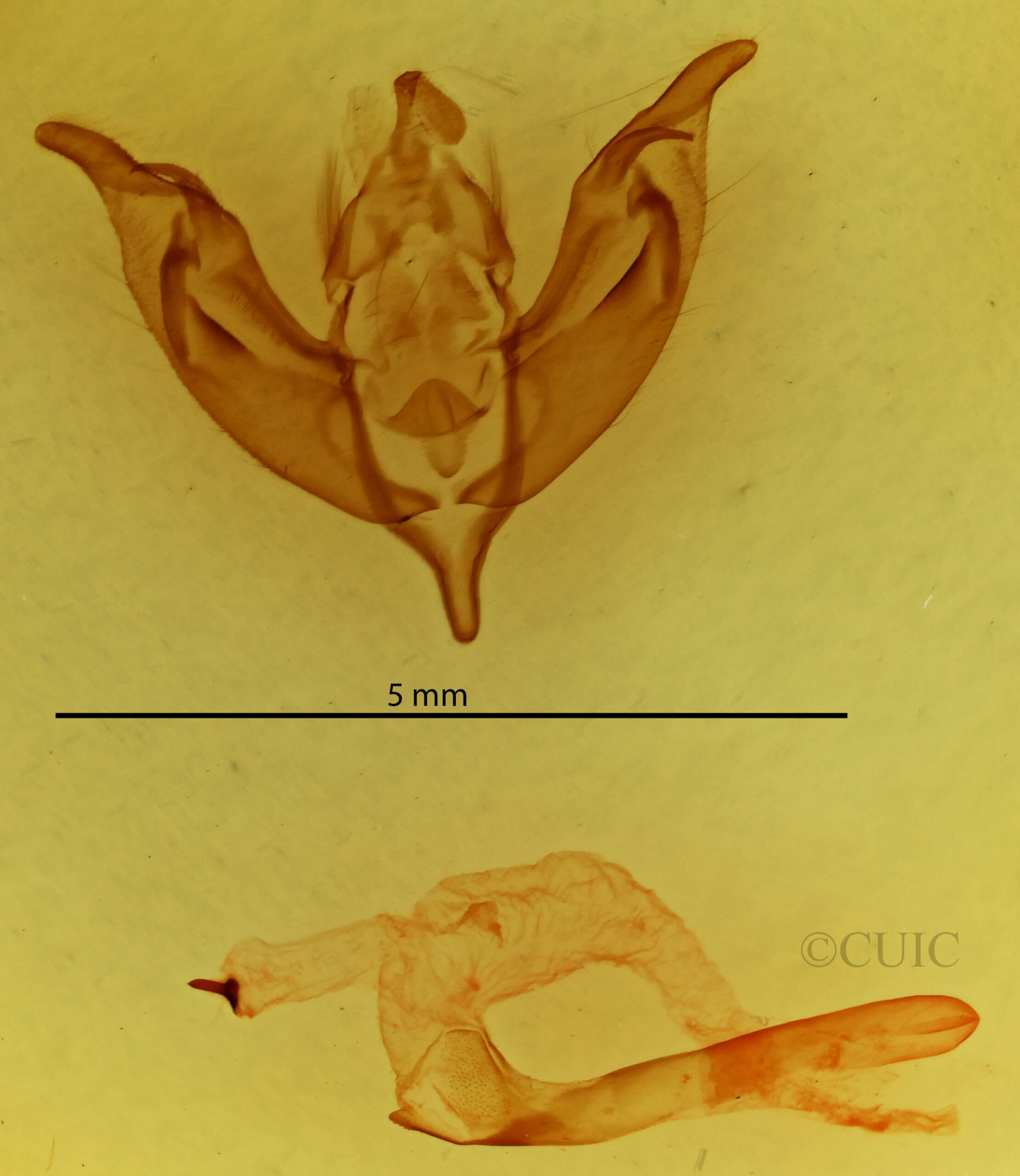 genitalia view of adult Panolia flammea