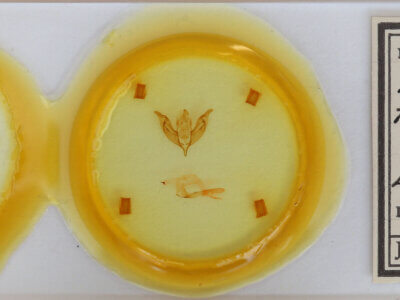 slide view of adult Panolia flammea