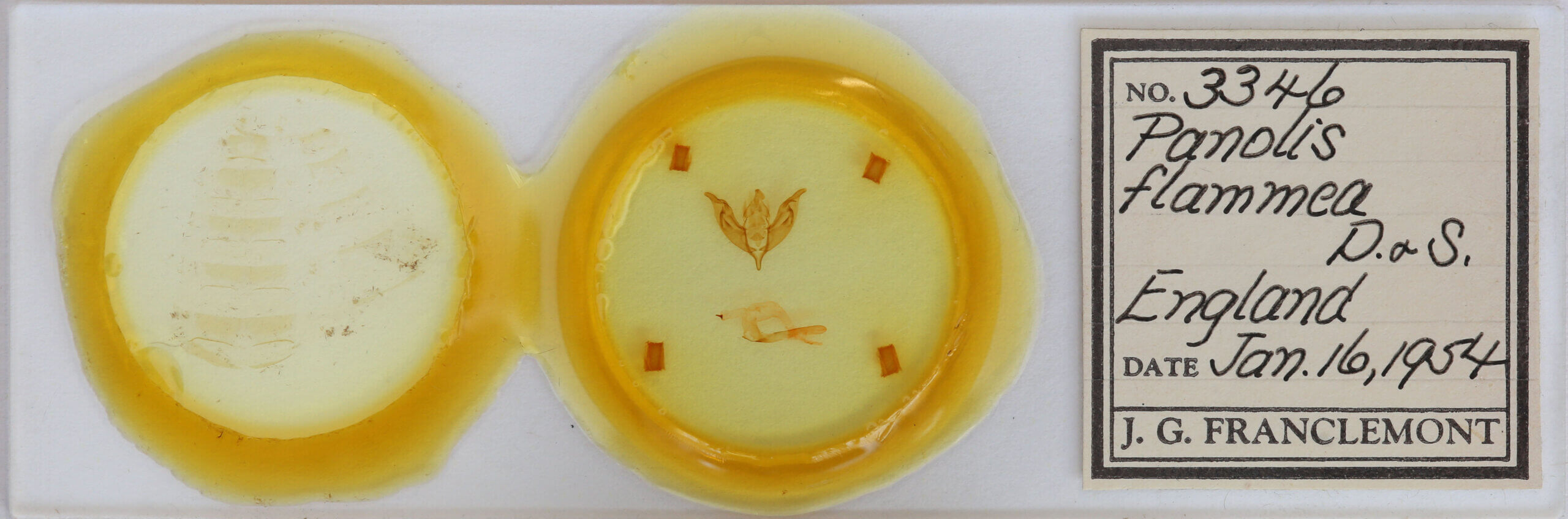 slide view of adult Panolia flammea