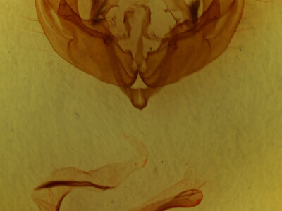 genitalia view of adult Sideridis reticulatus