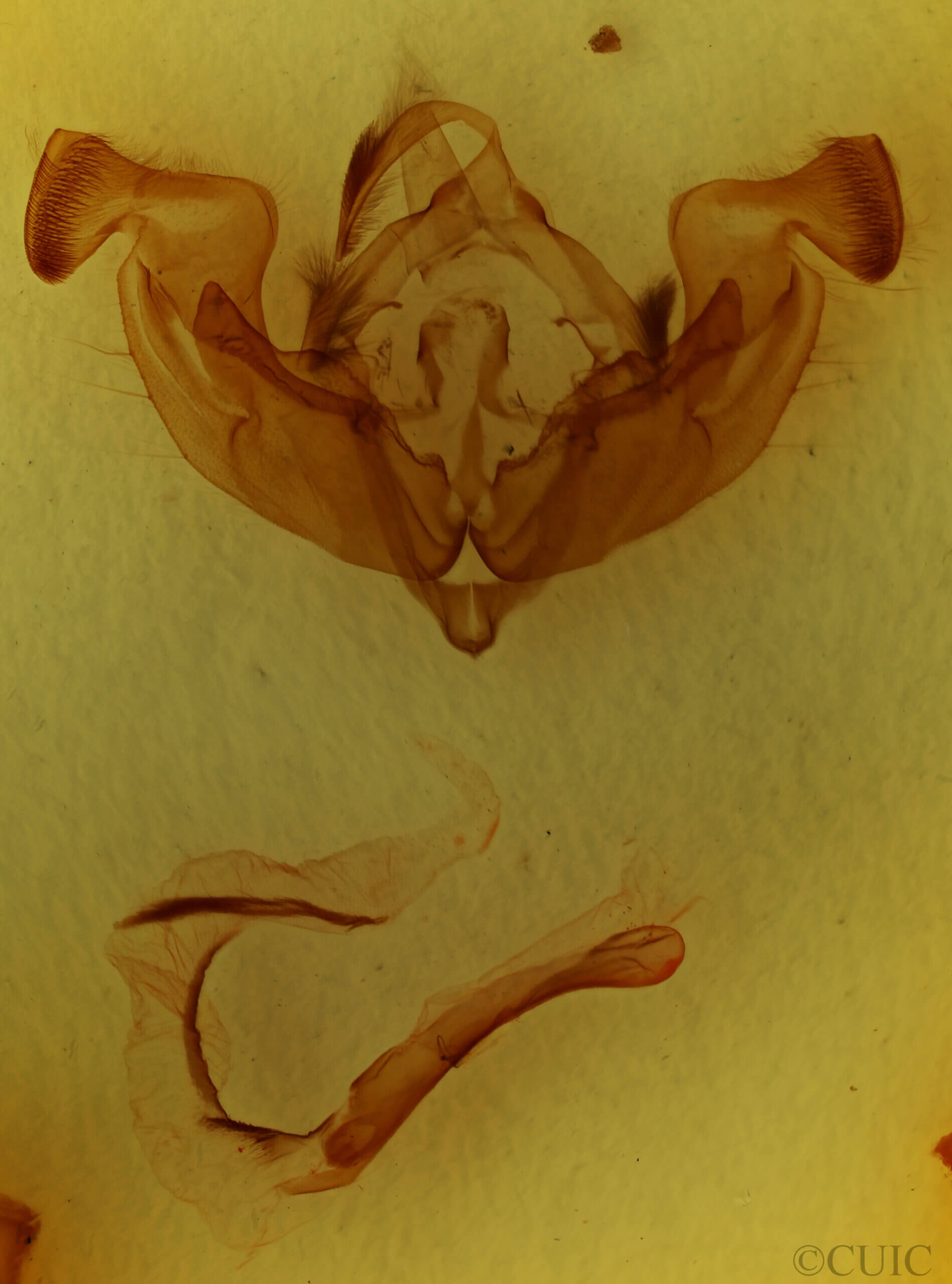 genitalia view of adult Sideridis reticulatus