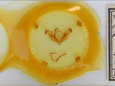 slide view of adult Sideridis reticulatus