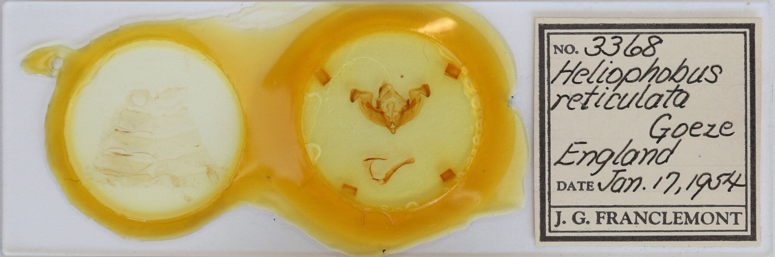 slide view of adult Sideridis reticulatus