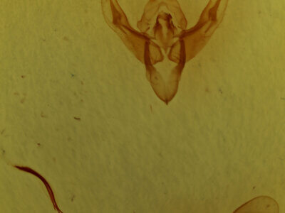 genitalia view of adult Cerastis leucographa