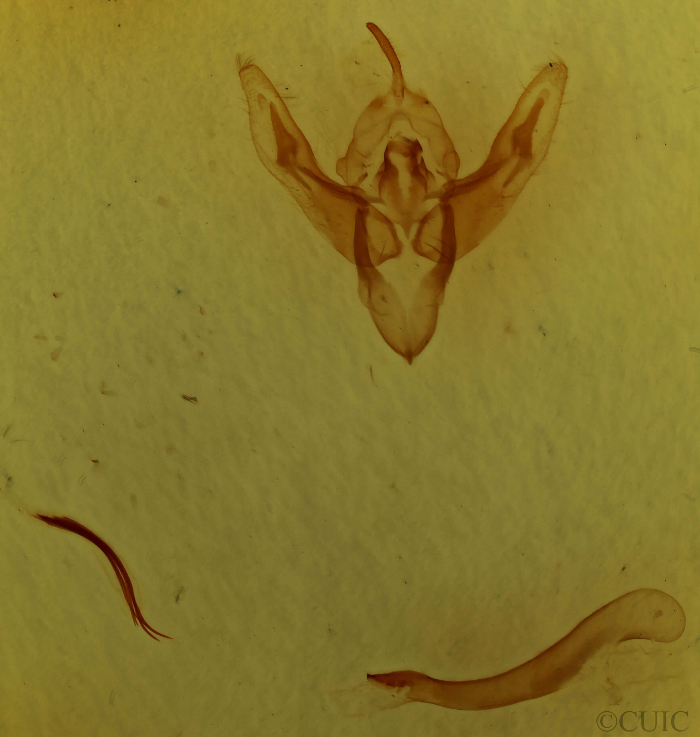 genitalia view of adult Cerastis leucographa