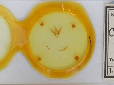 slide view of adult Cerastis leucographa