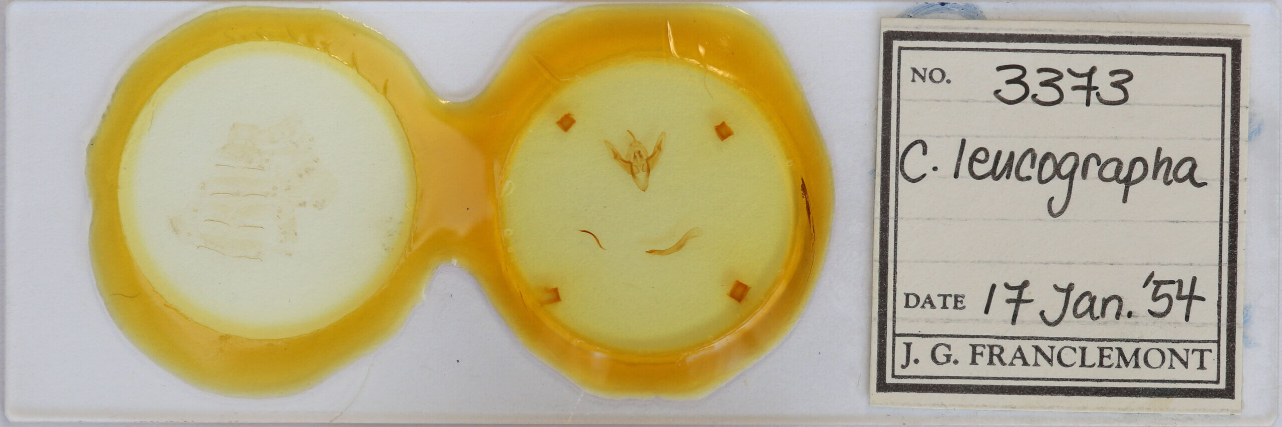 slide view of adult Cerastis leucographa