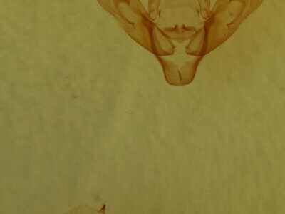 genitalia view of adult Eugnorisma glareosa